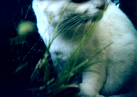 05holga03.jpg