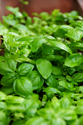 basil.jpg